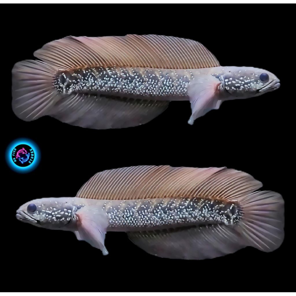 ( C O D ) Asiatica Ws jumbo Gondrong Full Mutiara Bahan indukan