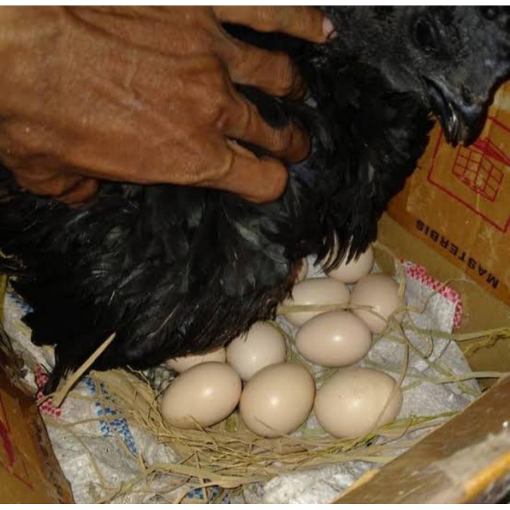 Telur Ayam Cemani Asli Lidah Hitam ORIGINAL