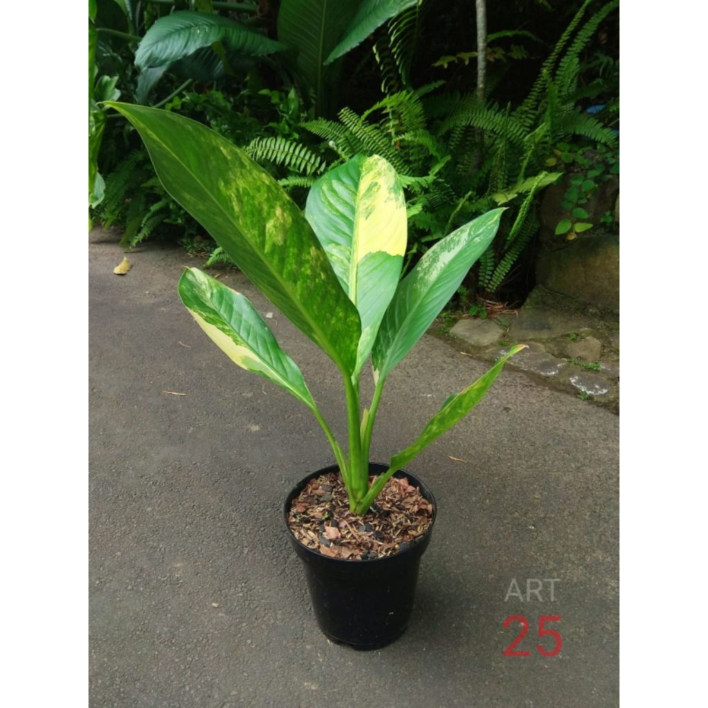 Dieffenbachia 'Big Ben' Variegata Difen Varigata Sesuai Foto