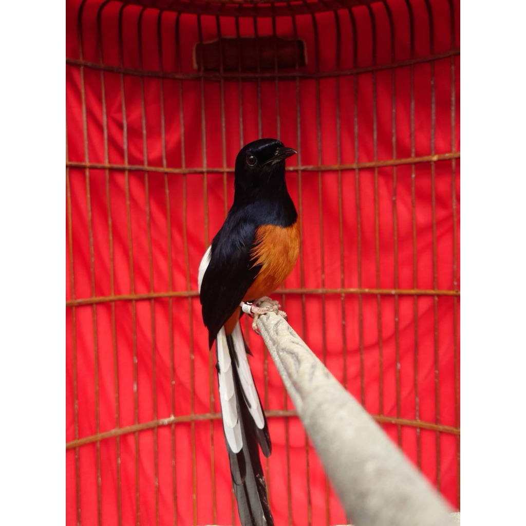 Muray gacoran ekor panjang