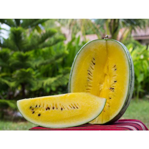 GUDANG BENIH - BENIH SEMANGKA KUNING