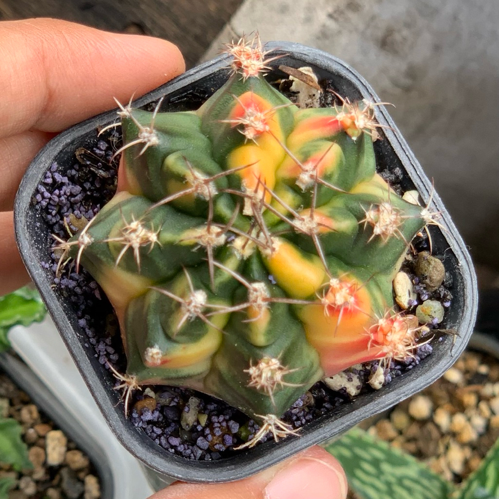 Gymnocalycium  mihanovichii  gymno id var hybrid varigata kaktus gymno miha var tanaman hias hidup g