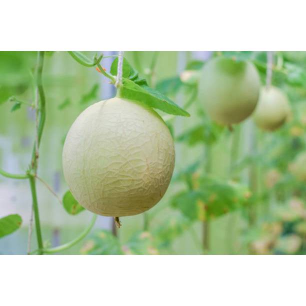 GUDANG BENIH - BENIH MELON MADU PUTIH