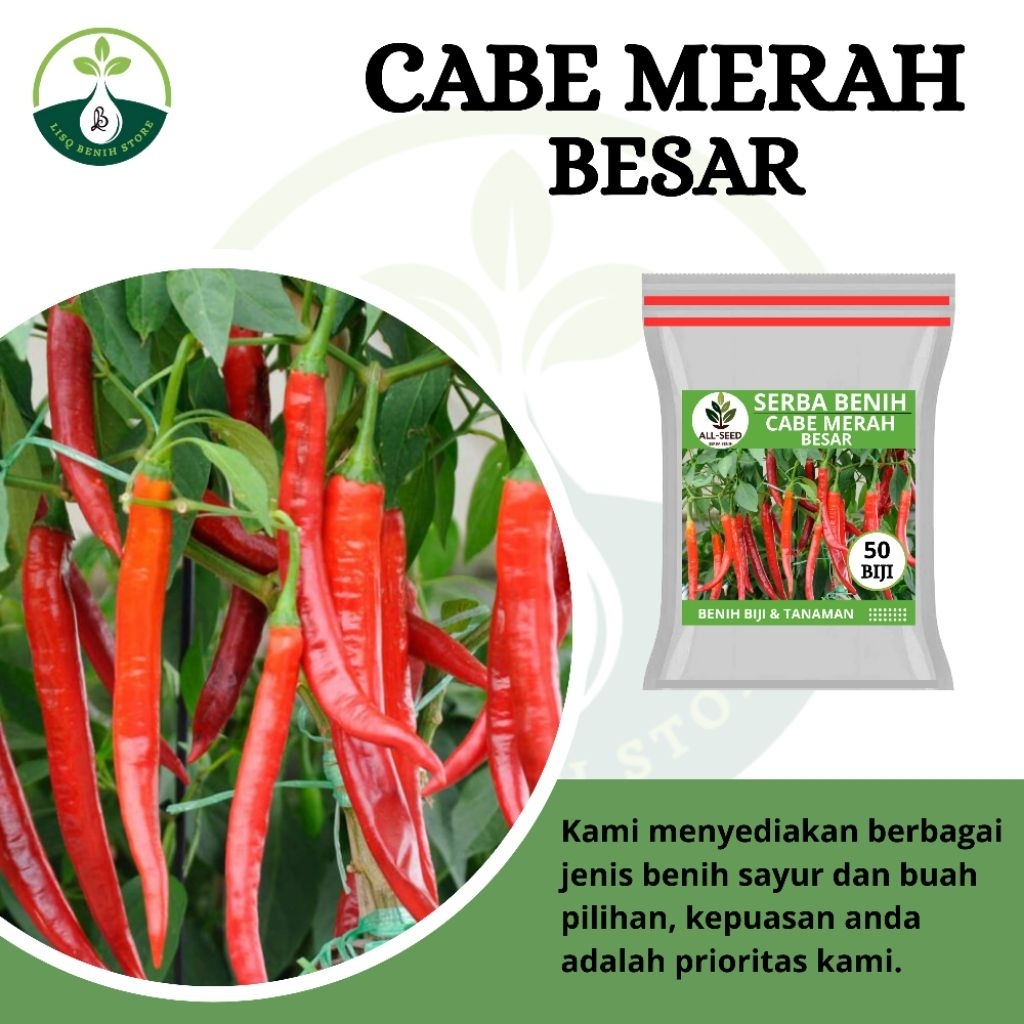 { 50 BIJI } Benih cabe merah besar / bibit cabai merah / cabe merah besar / bibit tanaman cabe