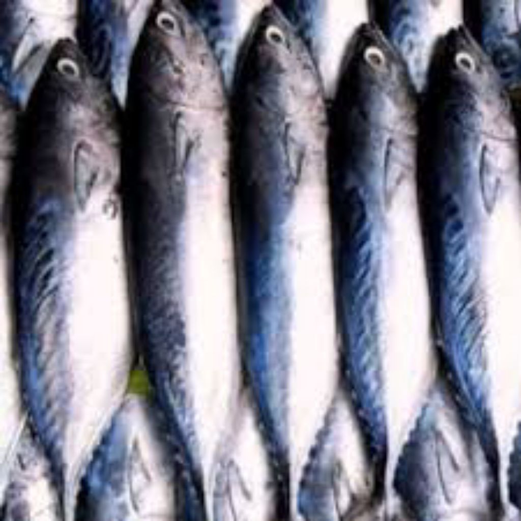 Ikan tongkol basah segar