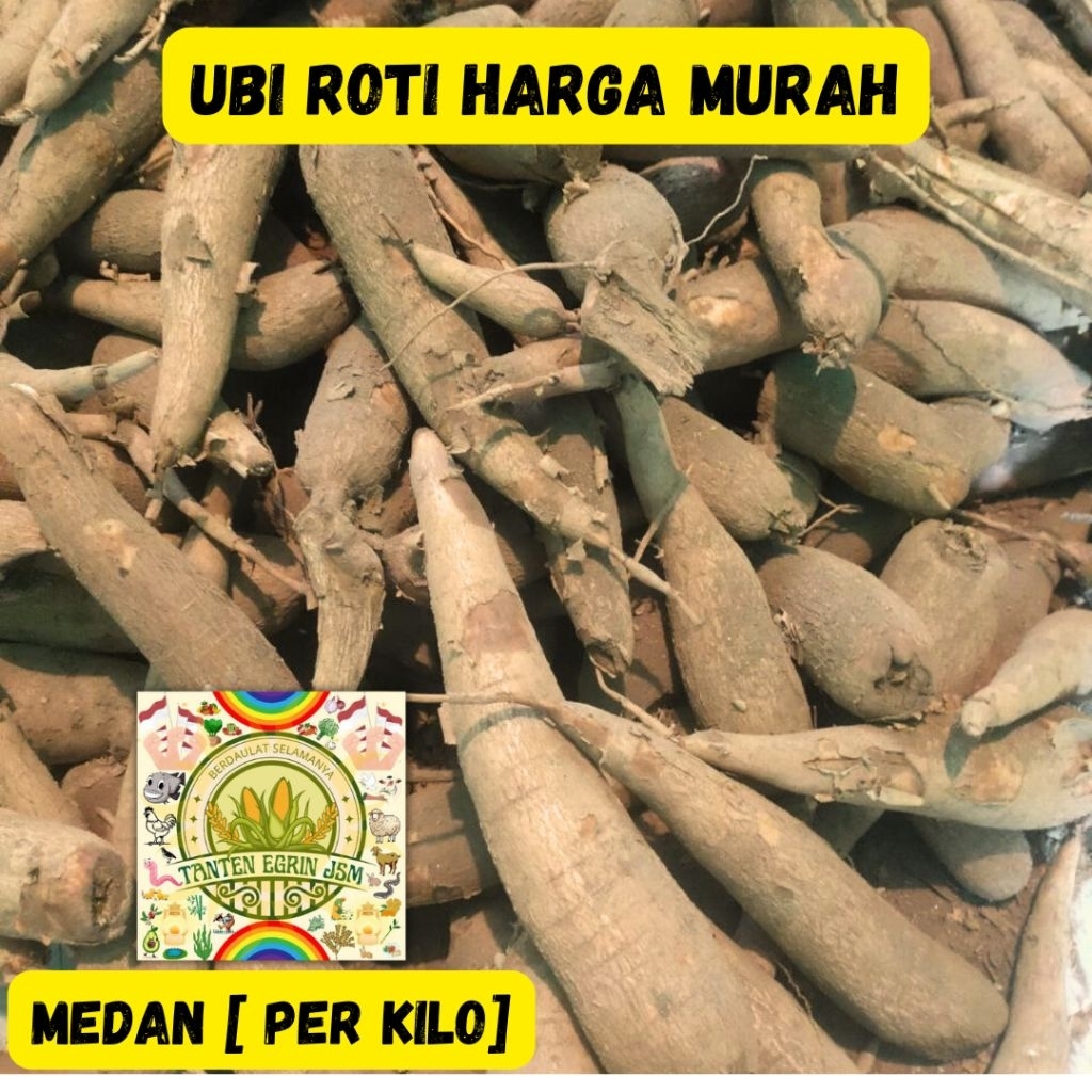 Ubi ROTI Singkong Segar sekilo- SINGKONG SEGAR BARU PANEN – Ubi Lokal Berkualitas, Besar & Padat- Si