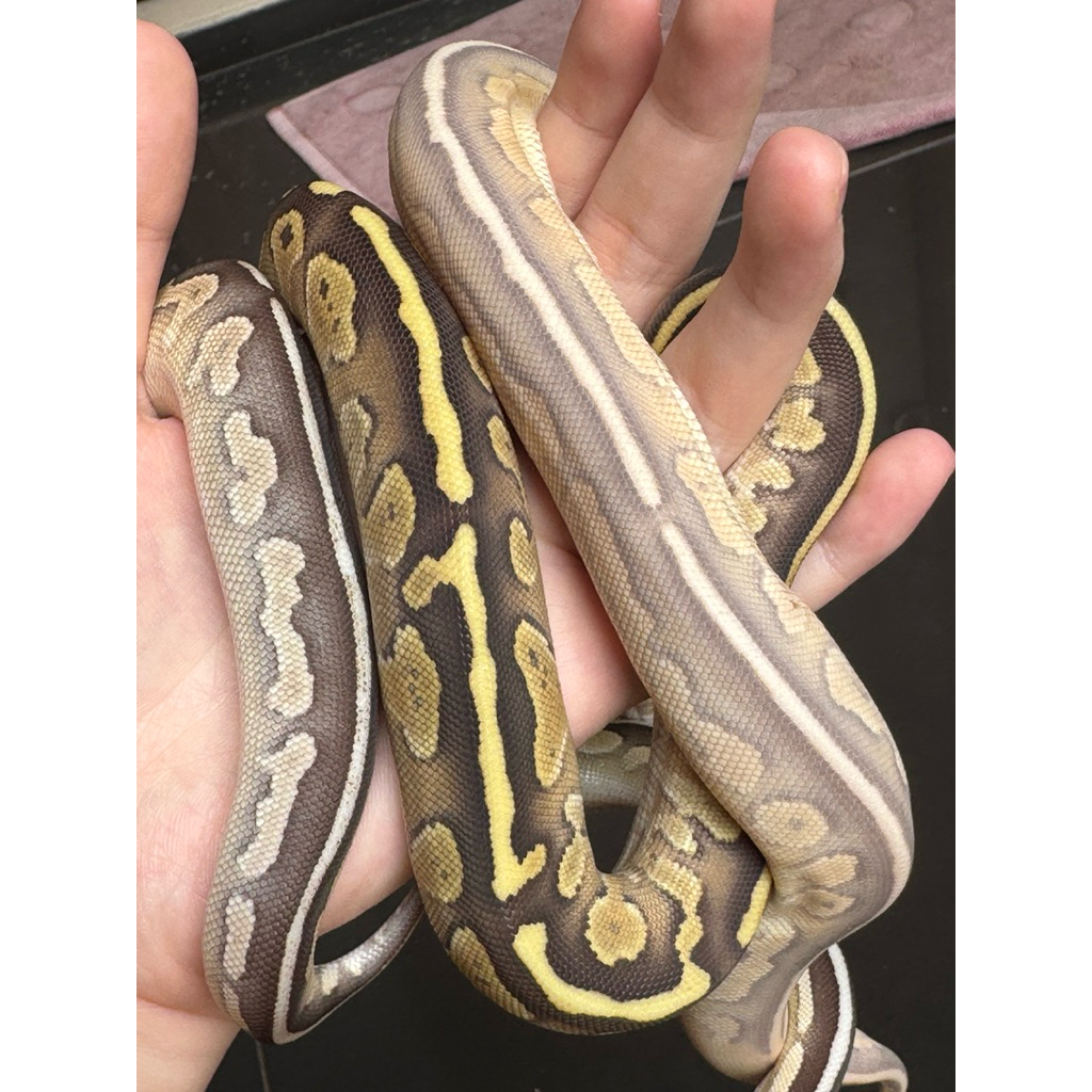 3 Ekor Ular Ball Python Combo