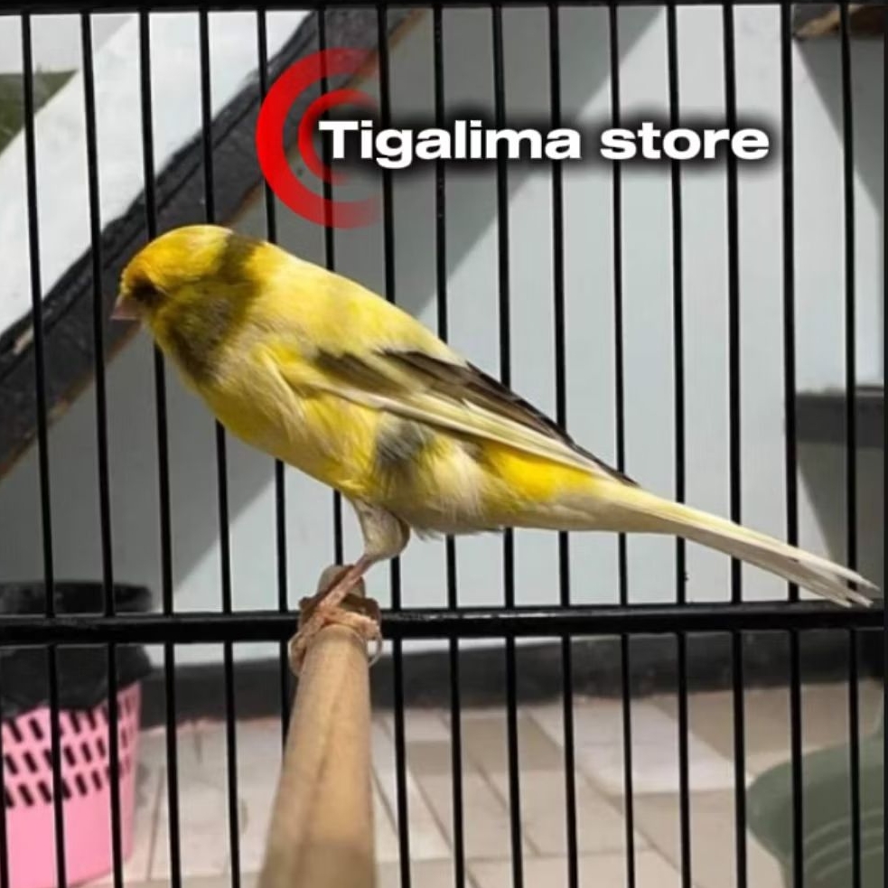 BURUNG KENARI F1 BETINA PILIHAN SIAPAN