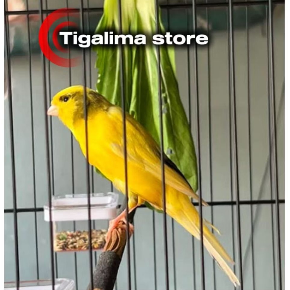 BURUNG KENARI F1 JADI GACORAN