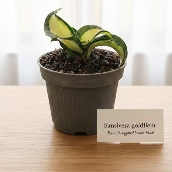 Sansivera Golden wendys