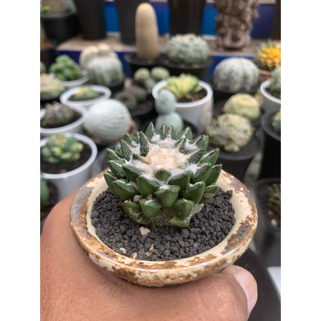 Ariocarpus kotschoubeyanus