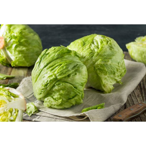 GUDANG BENIH - BENIH SELADA ICEBERG