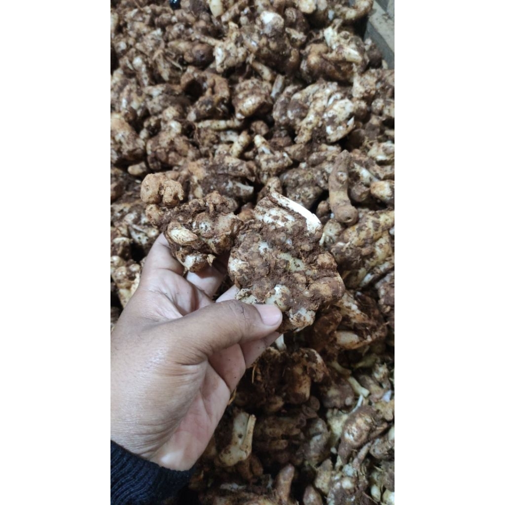 kencur STW (setengah tua) 1KG Fress (bumbu masak/seblak)