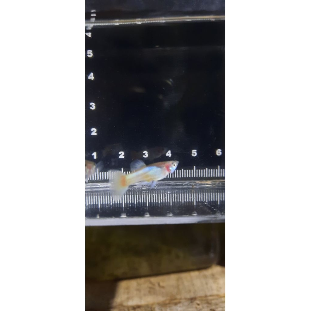 Hiasan aquarium Guppy yellow pingu