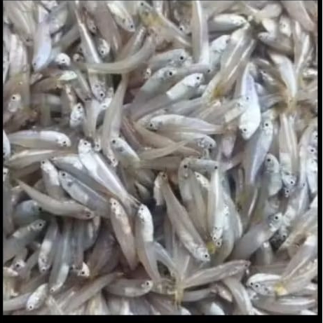 ikan teri jengki tawar 1 kg murah banget