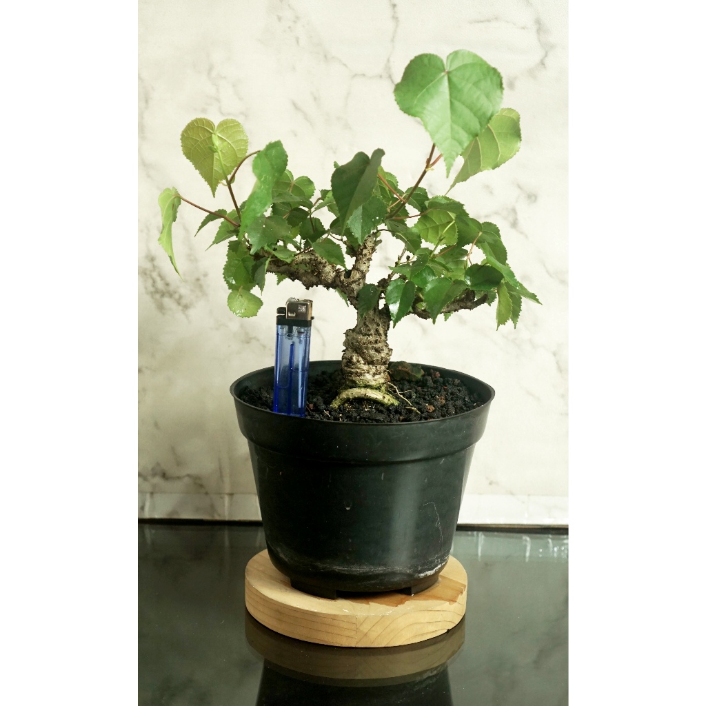 Bahan Bonsai Mame Waru india prospek