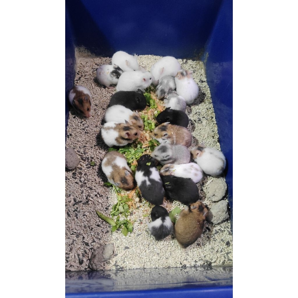 Mainan Anak Hamster Syrian Shorthair Sepasang