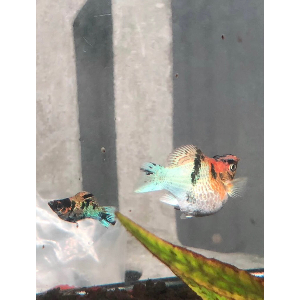 molly redhead thailand