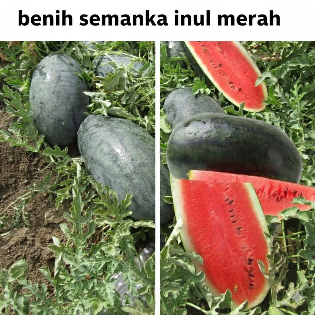 BENIH SEMANGKA INUL MERAH