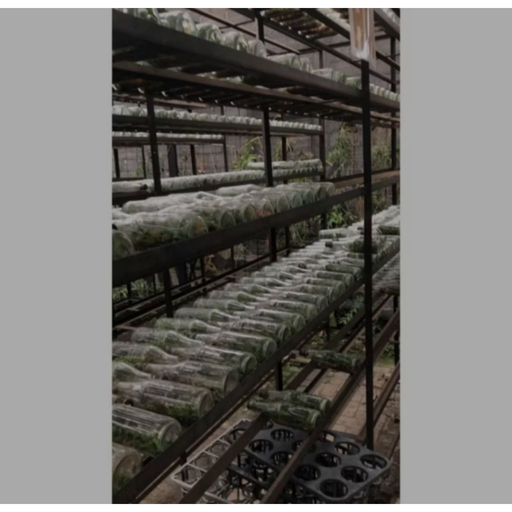 Anggrek Botol Id Random Bulatan / Keriting