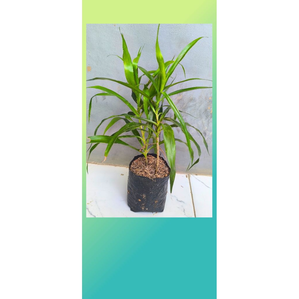 TANAMAN DAUN SUJI//PEWARNA MAKANAN ALAMI