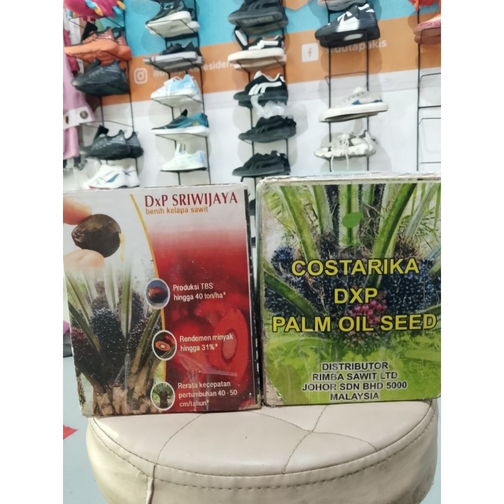 KECAMBAH SAWIT COSTARIKA ASLI MALAYSIA  (BERSERTIFIKAT) ISI 250 butir