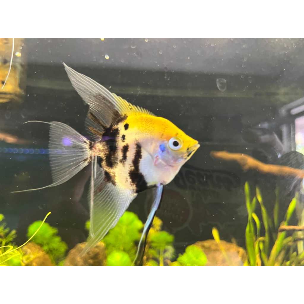 Manfish Red Devil – Aquatic Pet / Ornamental Variant – Ready Stock – Pengiriman Instant & Same Day –