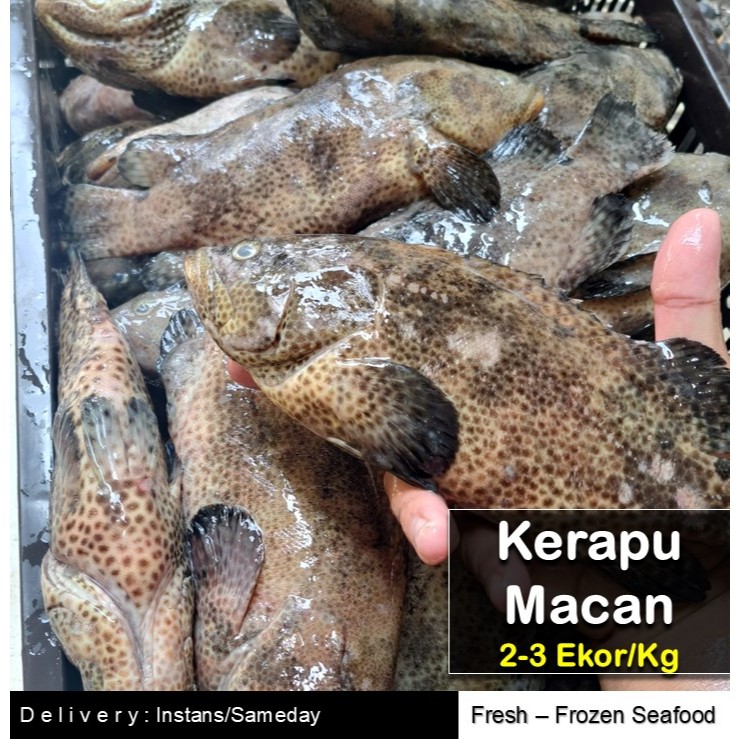 IKAN KERAPU MACAN | BEKU SEGAR (Pancingan Harian)  | ISI 2 EKOR/KG