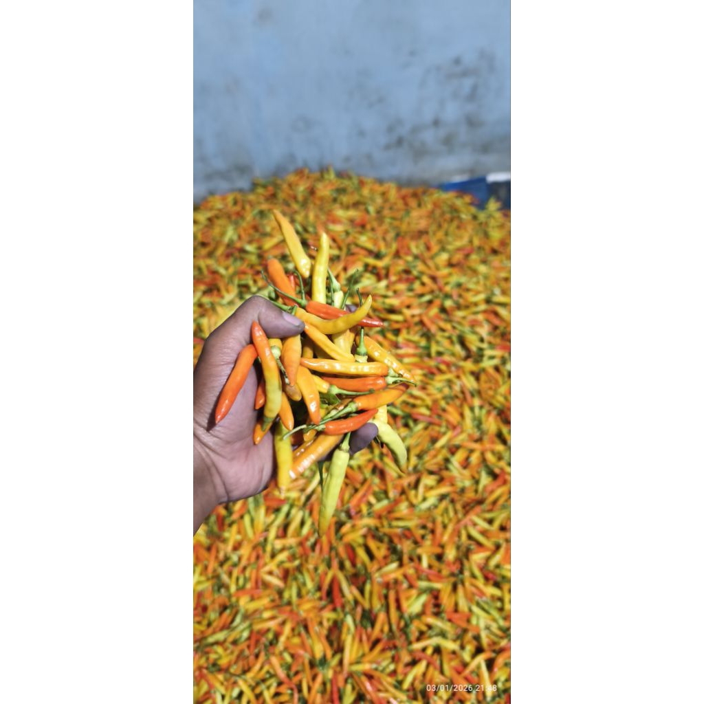 crm cabai rawit merah fresh