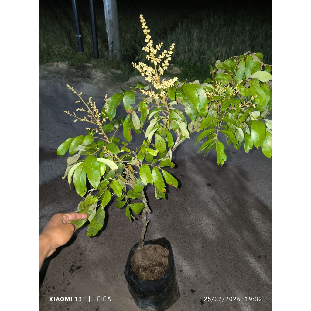 bibit kelengkeng diamond river berbunga rimbun