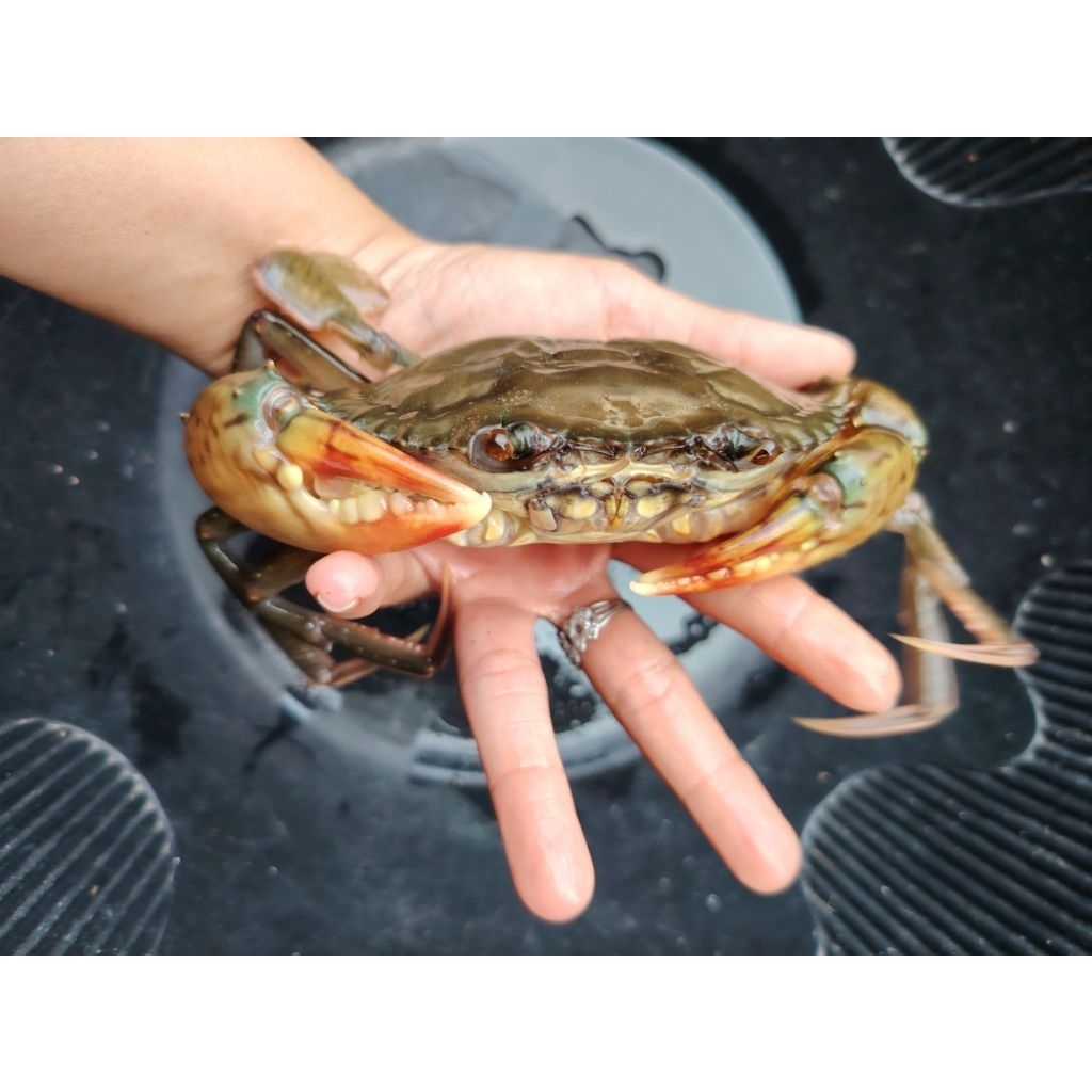 KEPITING SOKA, SOKA CANGKANG LUNAK