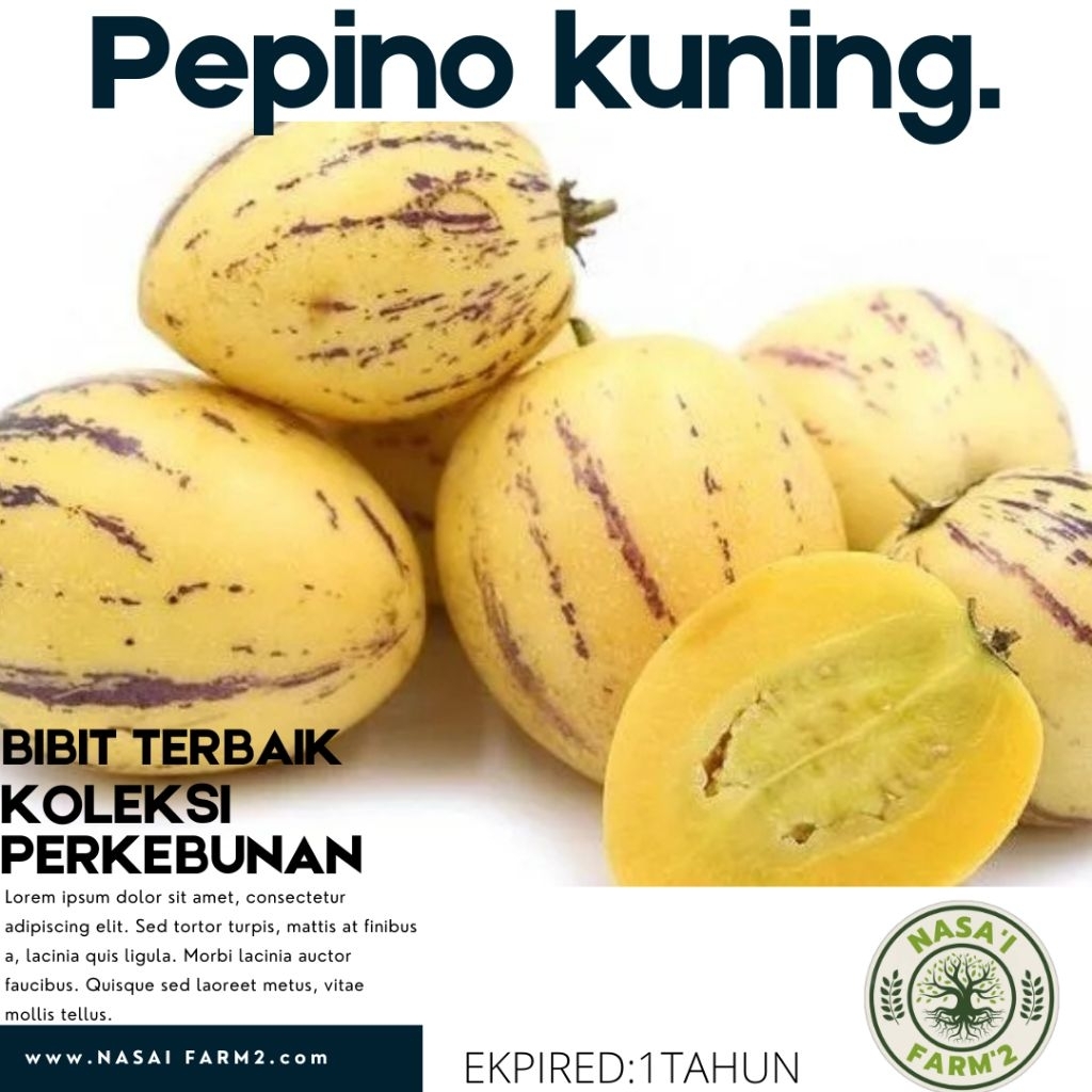 (10.biji) biji buah Pepino kuning/melon pepino