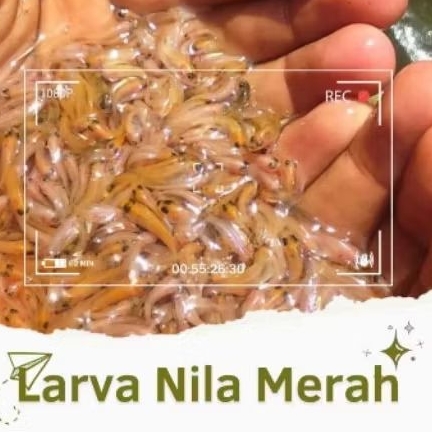 Larva Ikan Nila Merah Bangkok Isi 400 Ekor – Kualitas Premium