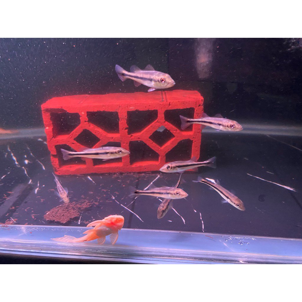 pbas temensis venezuela