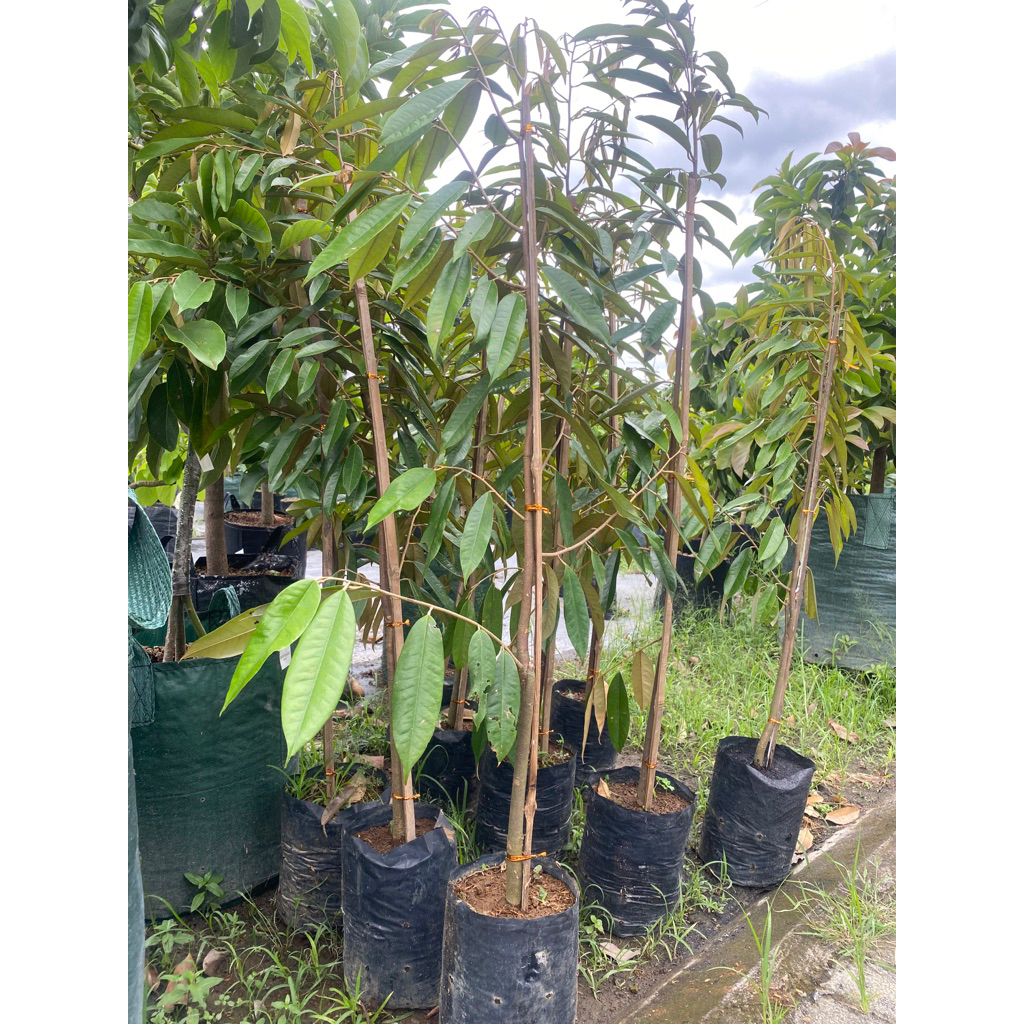 Bibit Durian Musangking/Duri Hitam Ketinggian 1mtr Full Media Packing kayu