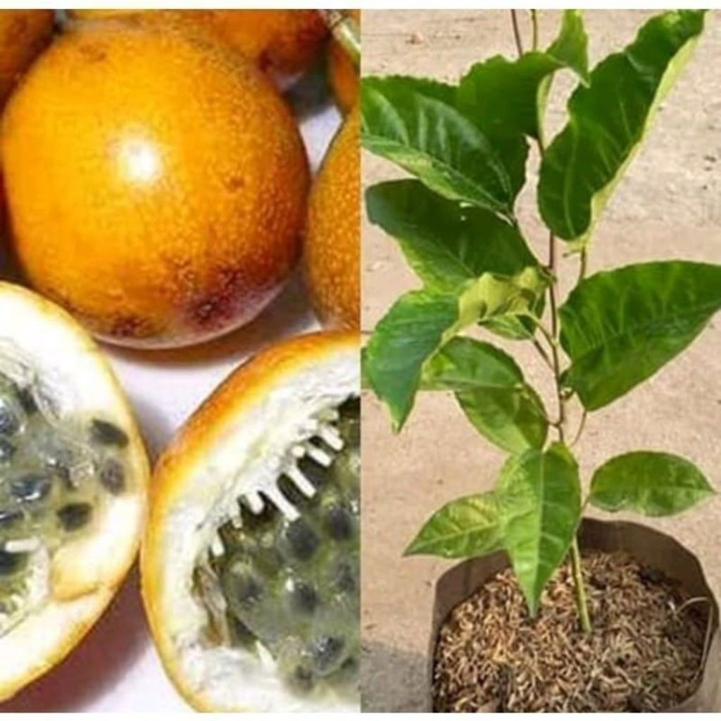 Bibit Tanaman Buah Markisa Konyal/ Markisa Orange