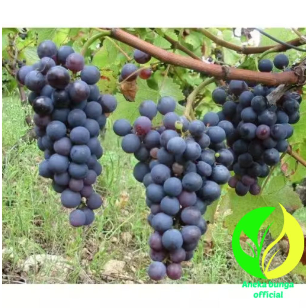 POHON BUAH ANGGUR IMPORT BLACK CAROLINE / TANAMAN BUAH ANGGUR IMPORT BLACK CAROLINE