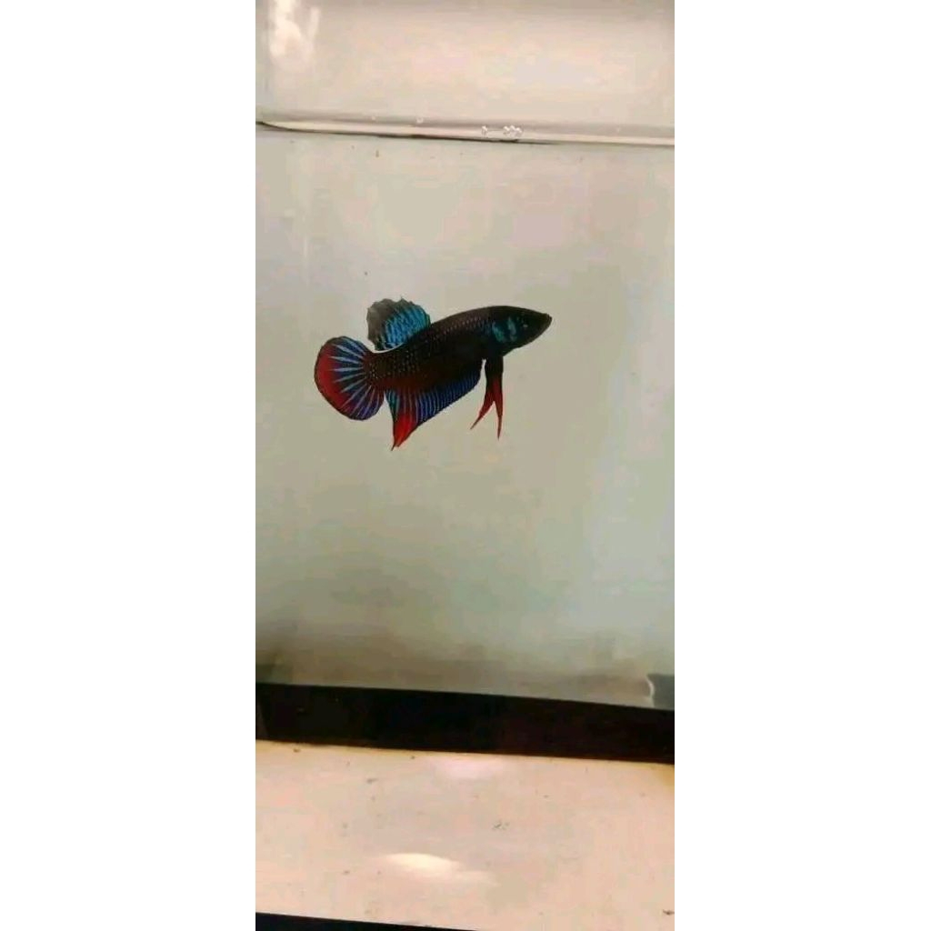 cupang imbellis padi