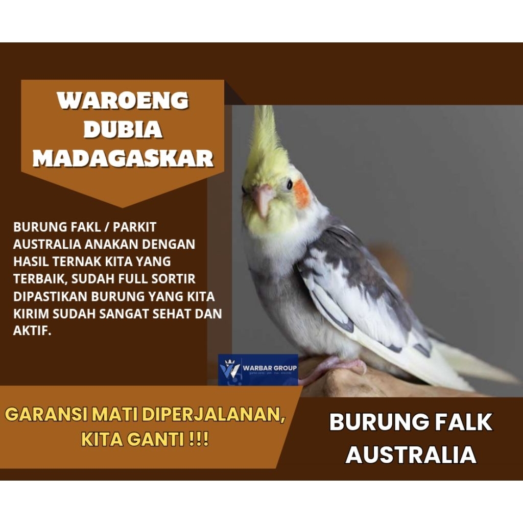 Burung falk/parkit australia anakan jinak KUALITAS DARI INDUKAN GRADE A ( GARANSI )