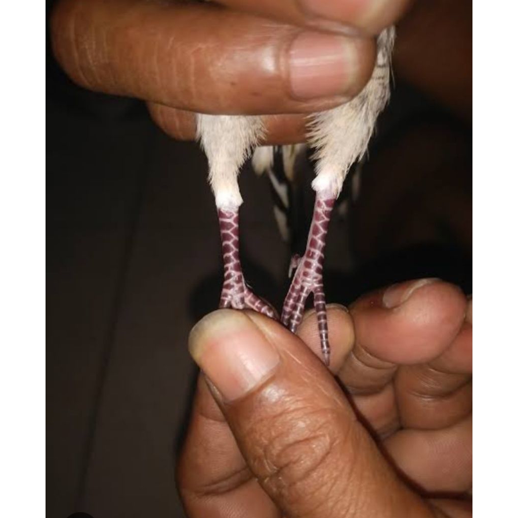 perkutut lokal KATURANGGAN ROJOWONO COD