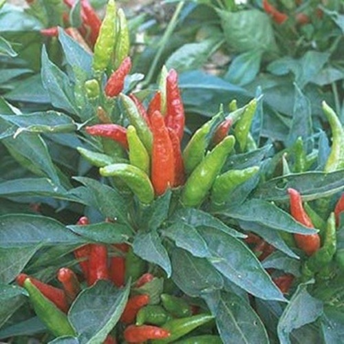 3 Biji Benih PEPPER Thai Hot