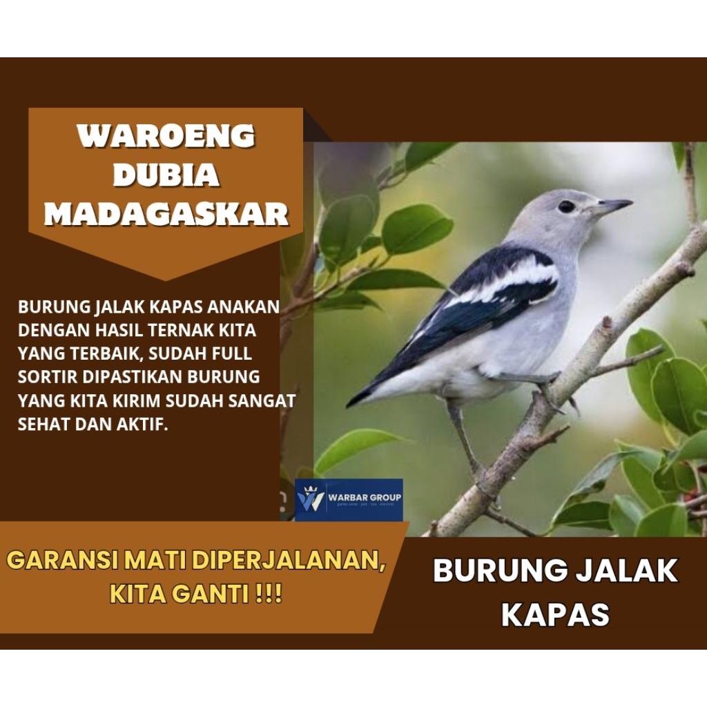 Burung jalak kapas anakan KUALITAS DARI INDUKAN GRADE A ( GARANSI )