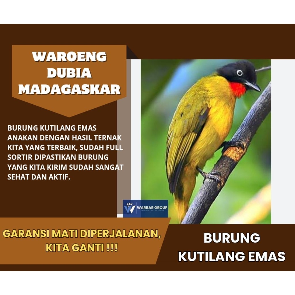 Burung kutilang emas anakan KUALITAS DARI INDUKAN GRADE A ( GARANSI )