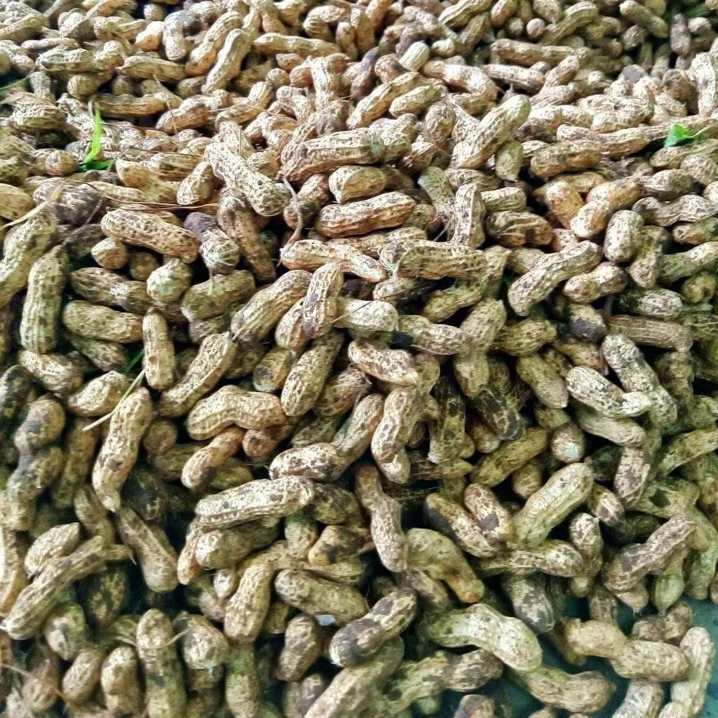 Kacang tanah fresh 1kg kacang tanah premium merah 1kg kacang tanah kulub 1kg kacang suuk 1kg