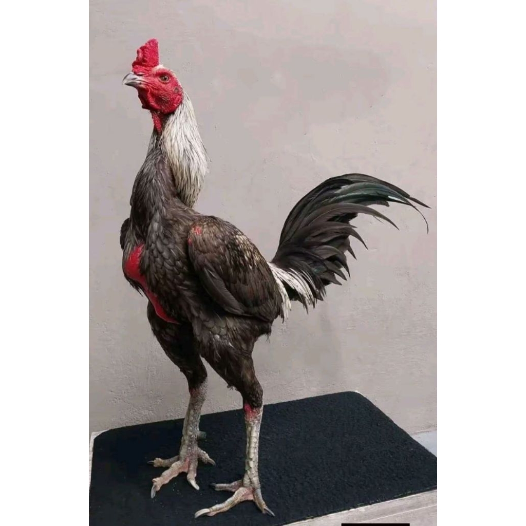 TELUR AYAM PAMA NINJA ORIGINAL UNTUK DITETASKAN