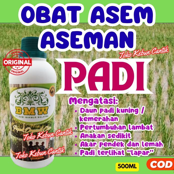 Pupuk Padi Tanah Asam Sawah Rawa | POC BMW Bikin Anakan Banyak