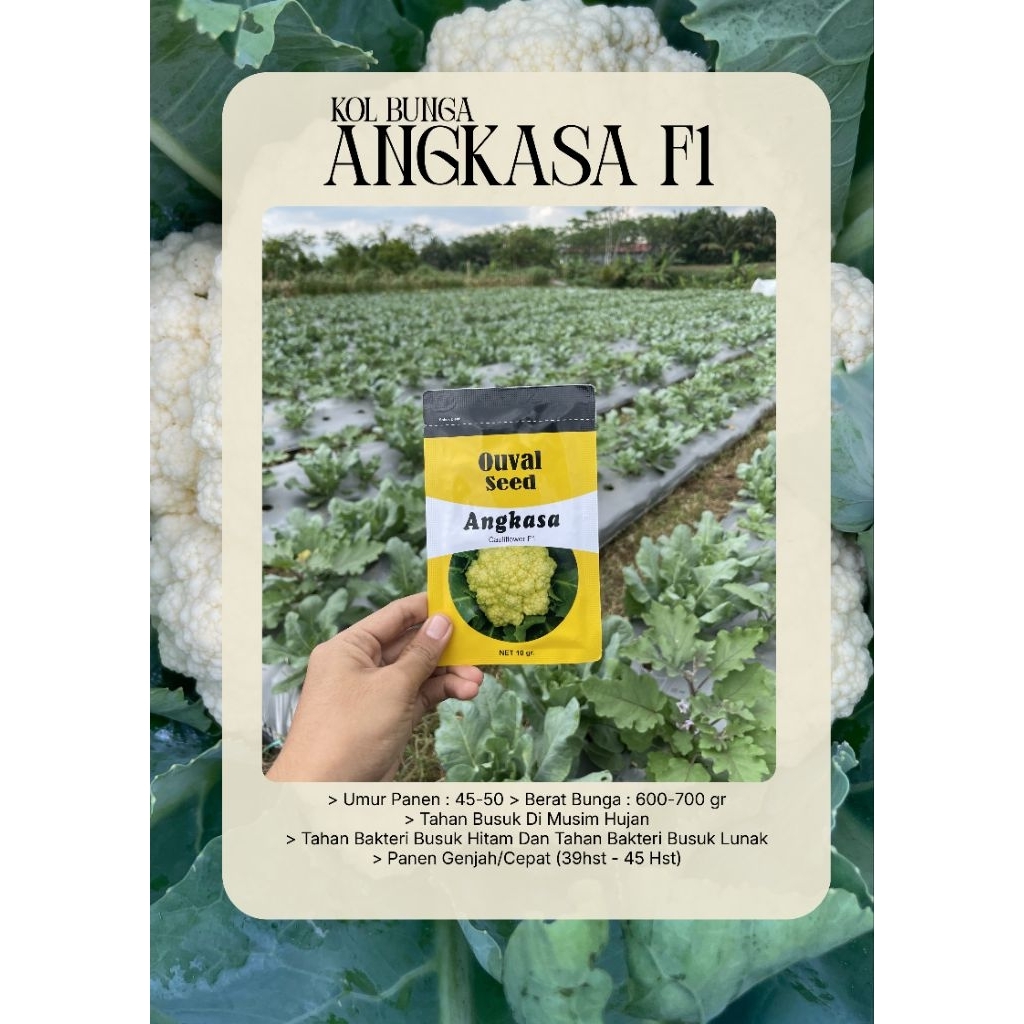 Benih Kol Kembang Angkasa F1 Ouval Seed 10 gram