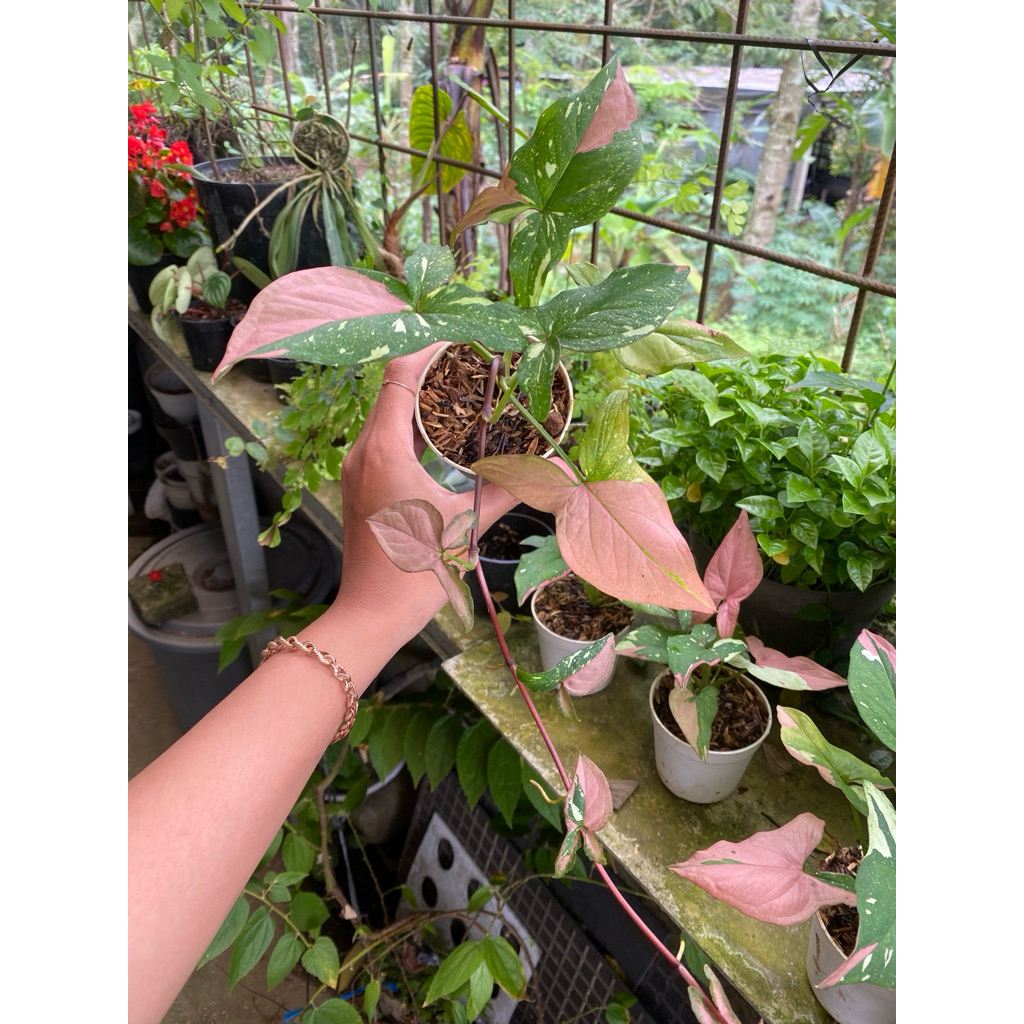 syngonium redspot tricolor