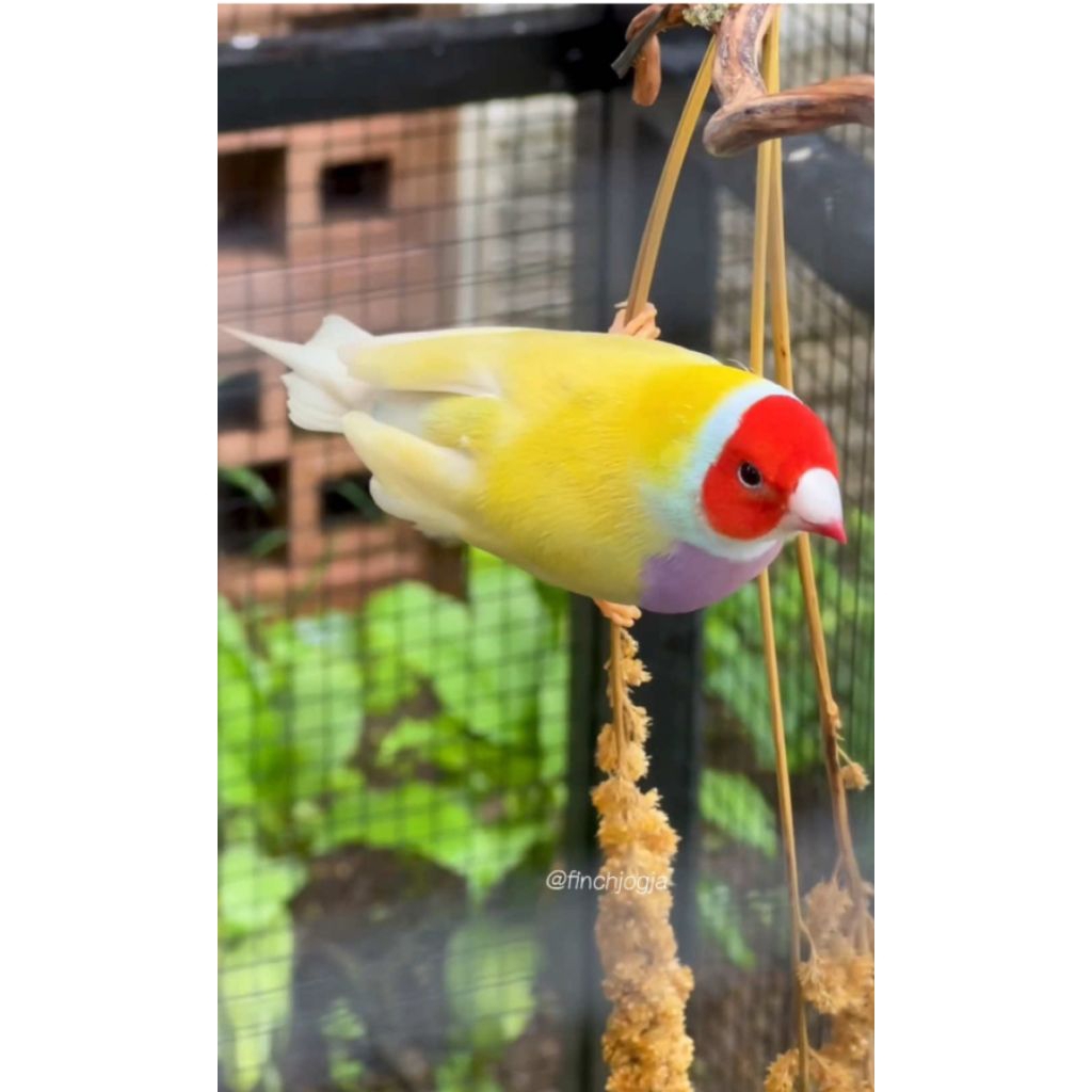 Burung gold amadine betina siap ternak