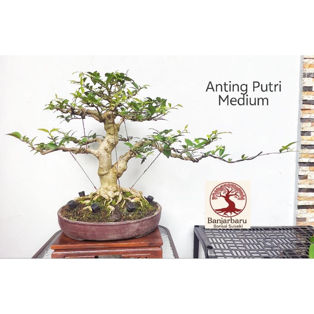 Bonsai Anting Putri Size Medium Prospek